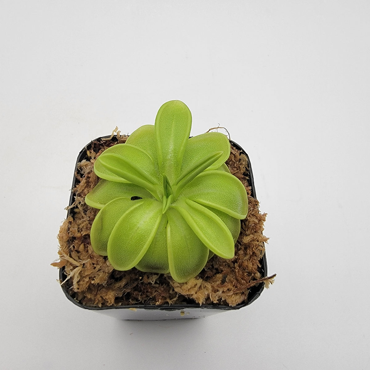 Butterworts Pinguicula mesophytica {cerro El Pital, Honduras}