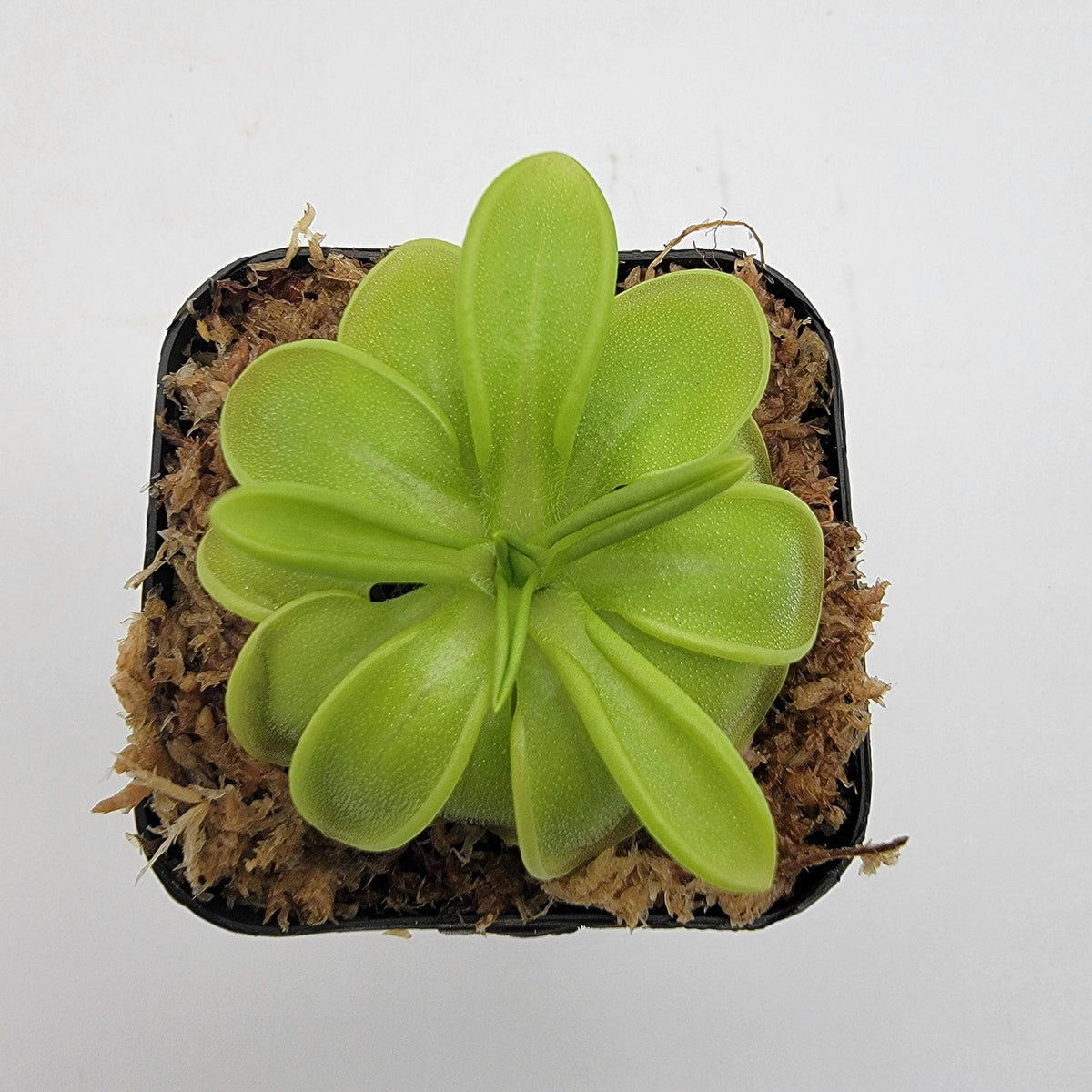 Butterworts Pinguicula mesophytica {cerro El Pital, Honduras}