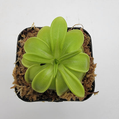 Butterworts Pinguicula mesophytica {cerro El Pital, Honduras}