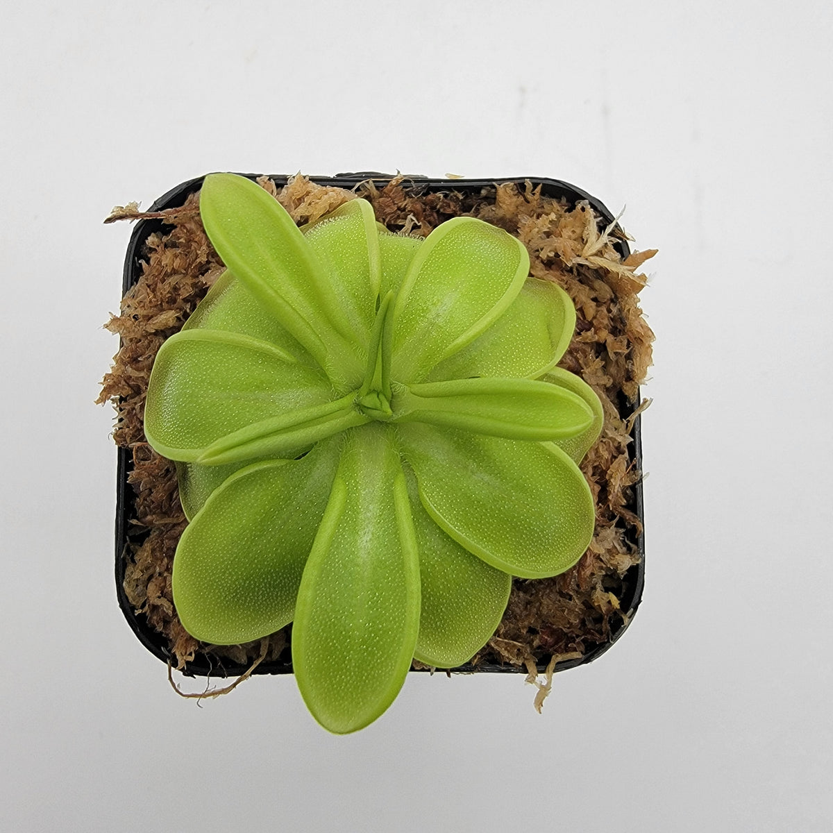 Butterworts Pinguicula mesophytica {cerro El Pital, Honduras}