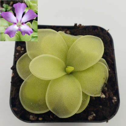 Butterwort Pinguicula moranensis