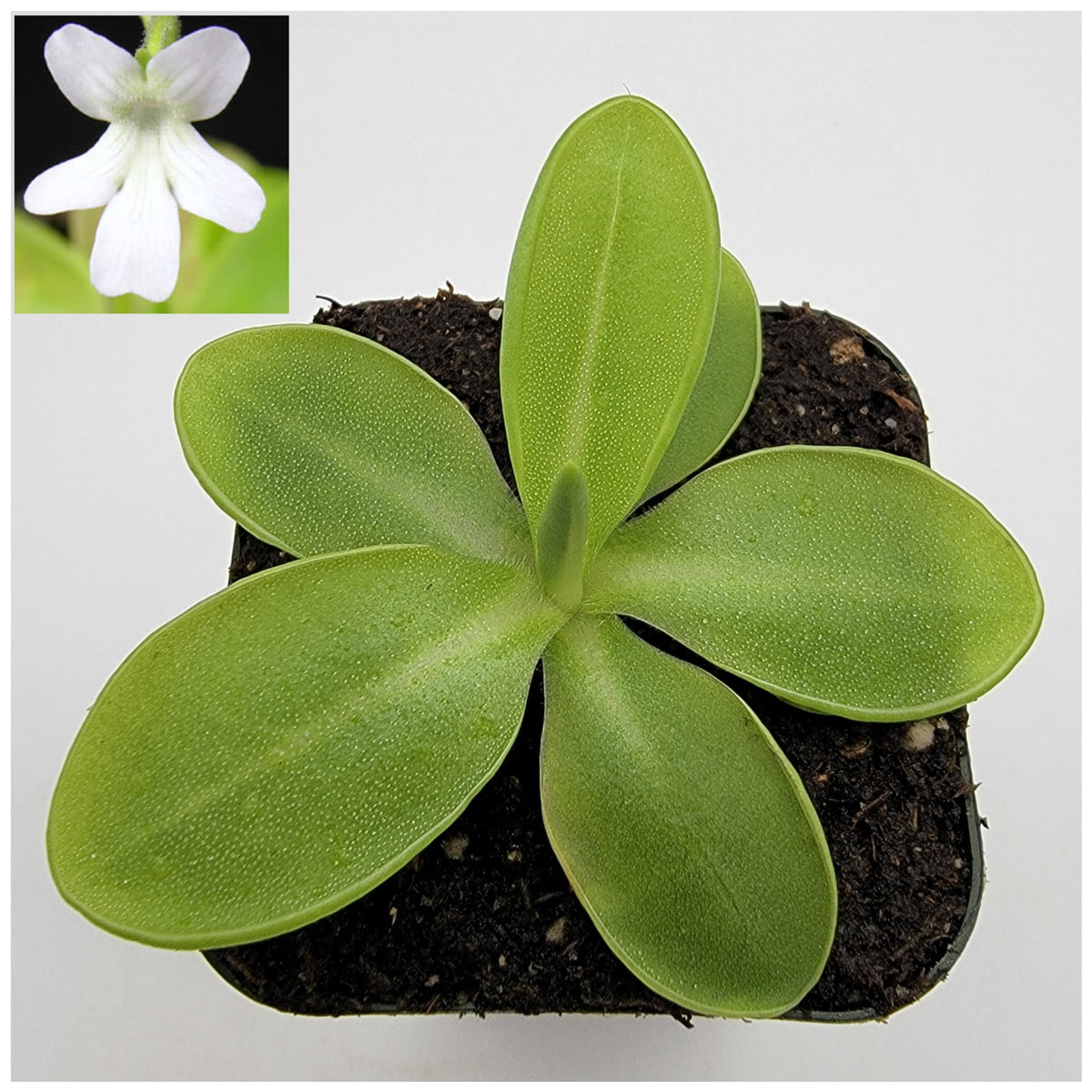 Butterworts Pinguicula moranensis var. alba