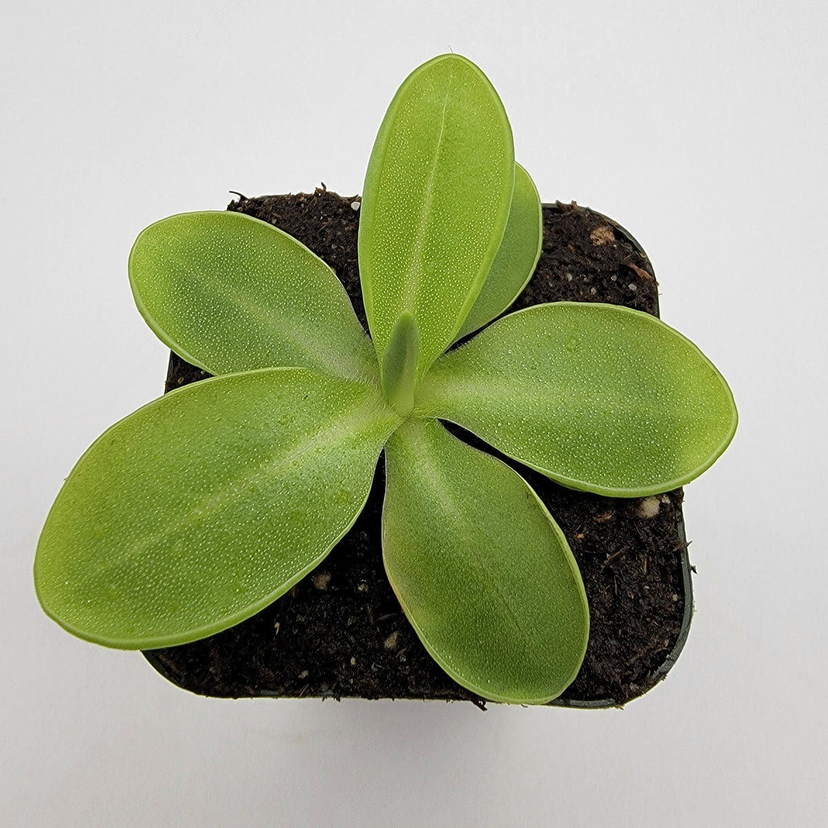 Butterworts Pinguicula moranensis var. alba