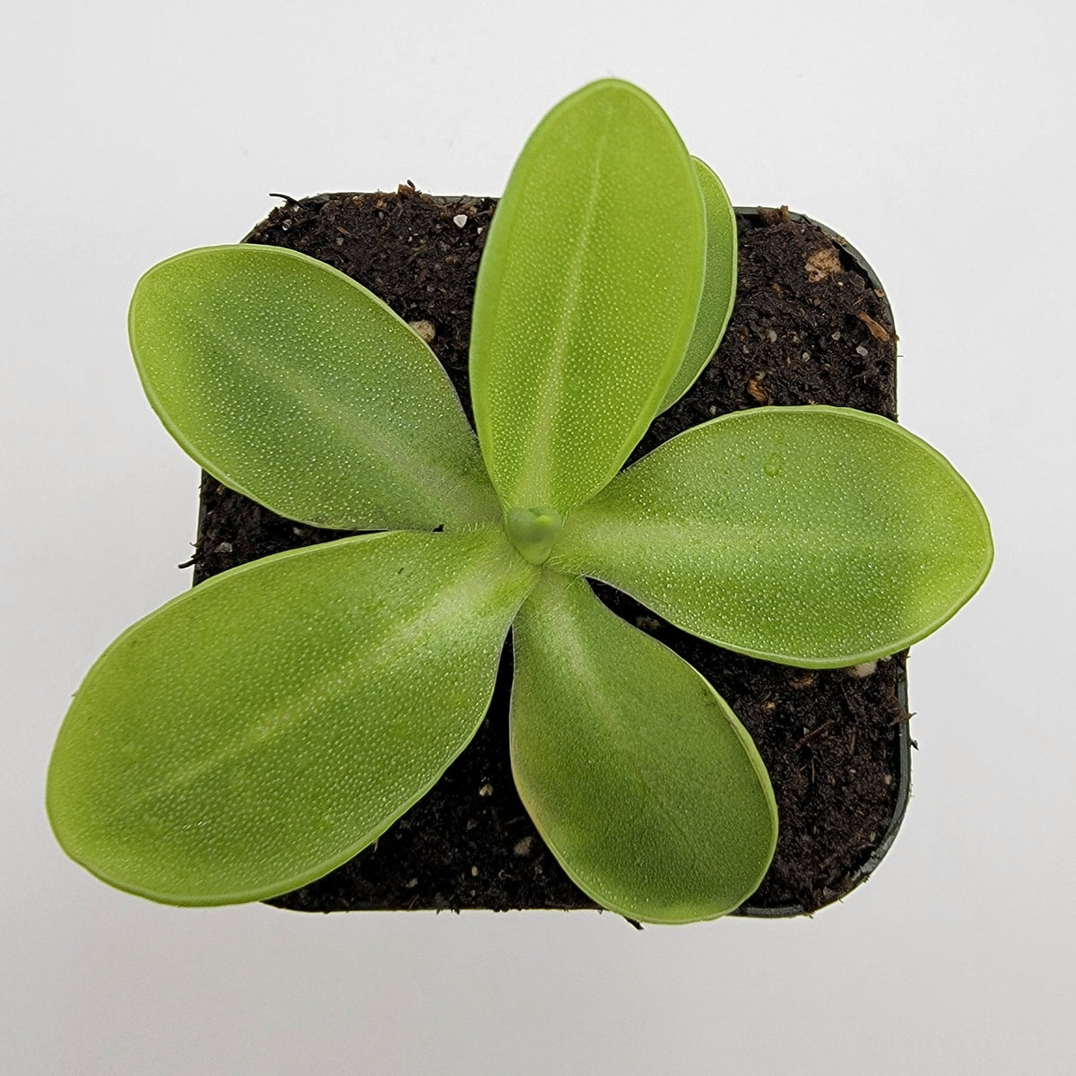 Butterworts Pinguicula moranensis var. alba