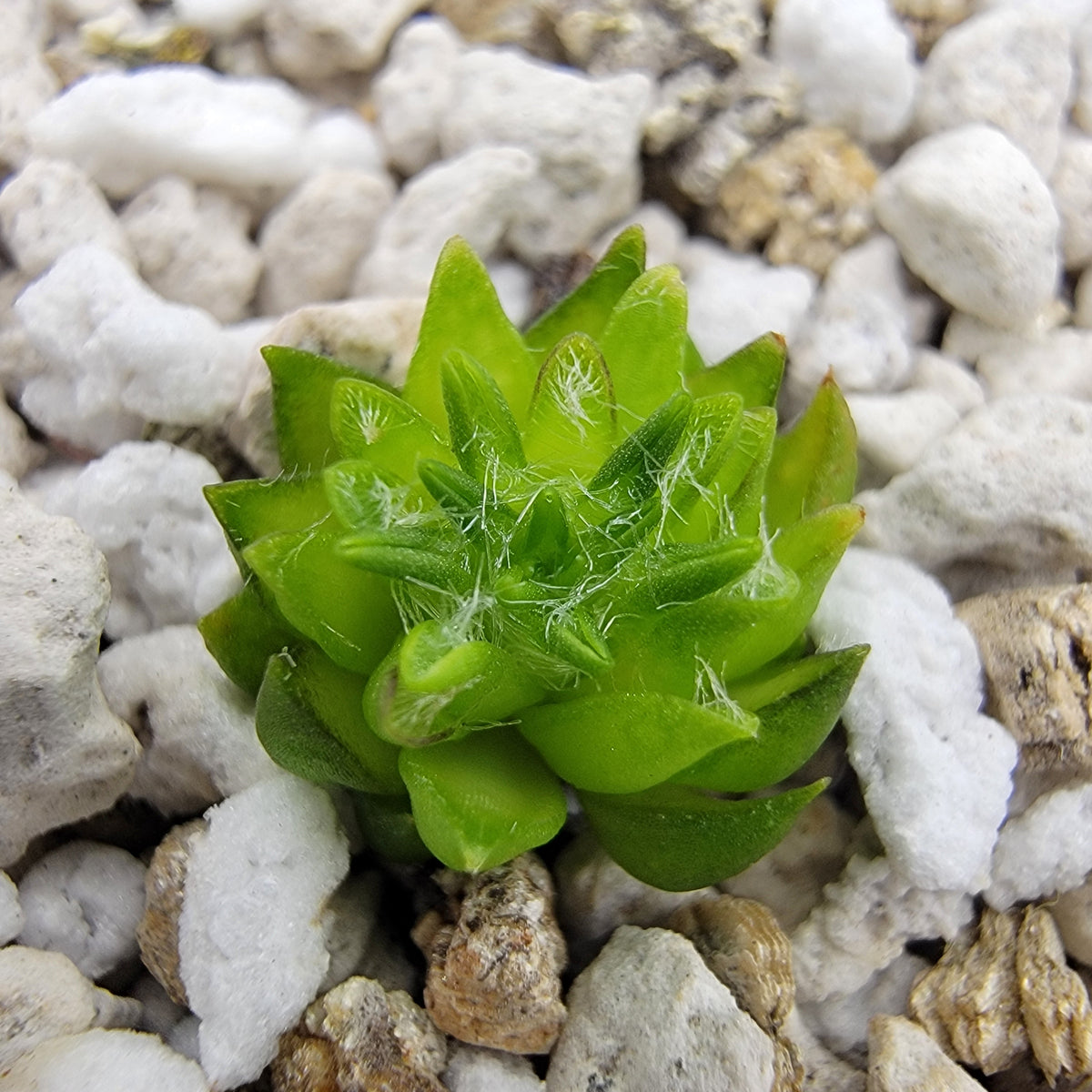 Butterwort Pinguicula orchidioides {near Ixtlan de Juarez, Oaxaca, México}