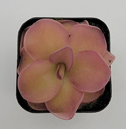 Butterwort Pinguicula 'Pirouette'