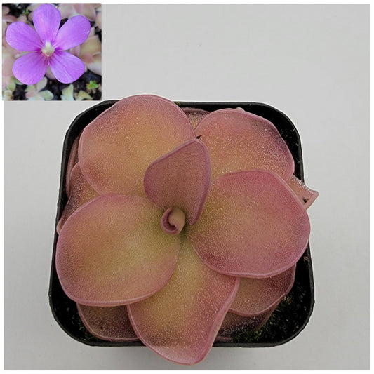 Butterwort Pinguicula 'Pirouette'