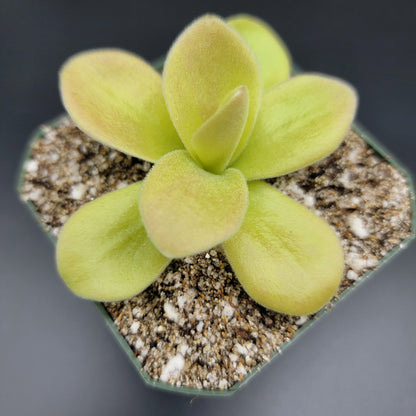 Butterworts Pinguicula gigantea (Red Flush)