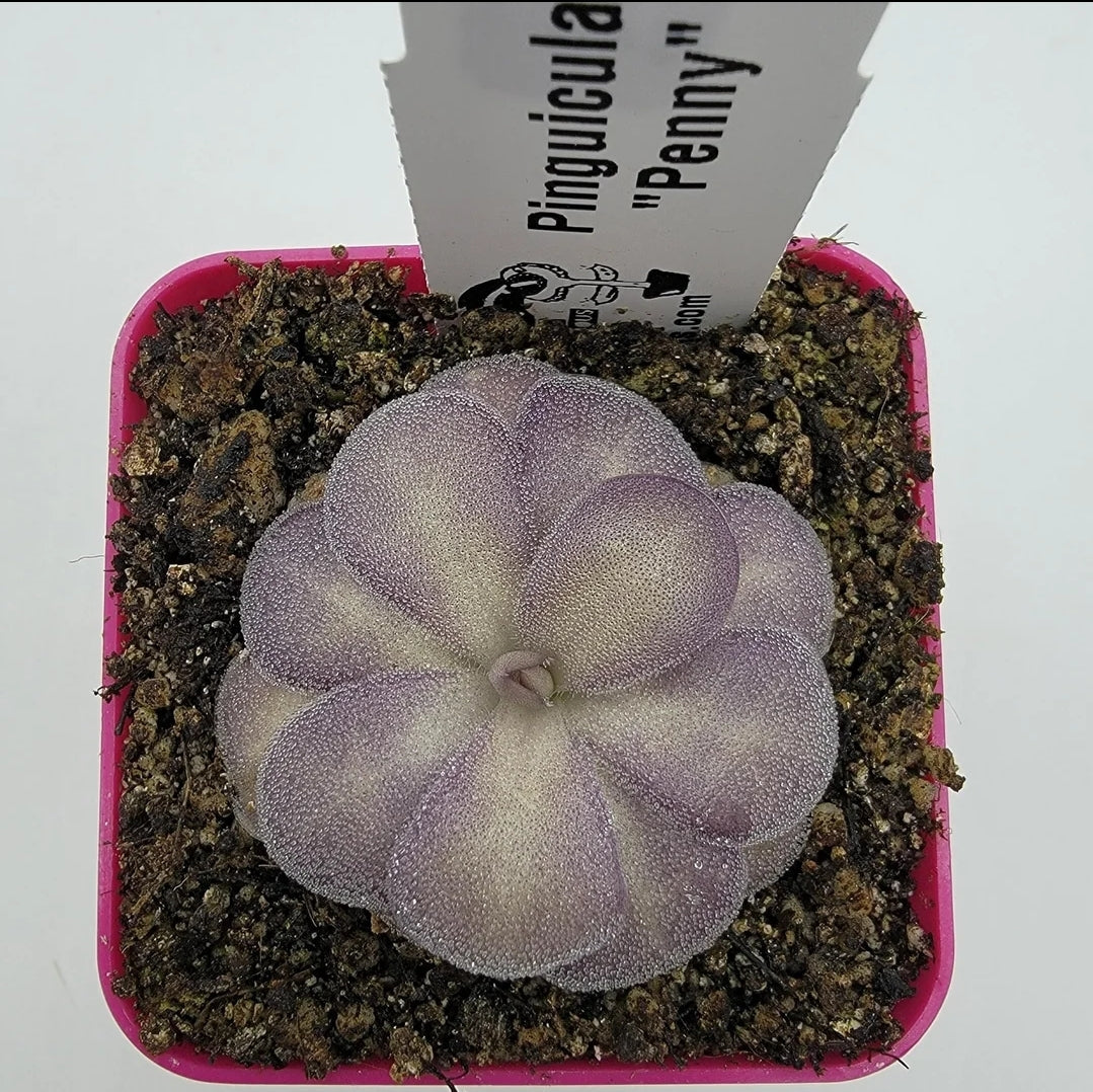 Butterworts Pinguicula "Penny"