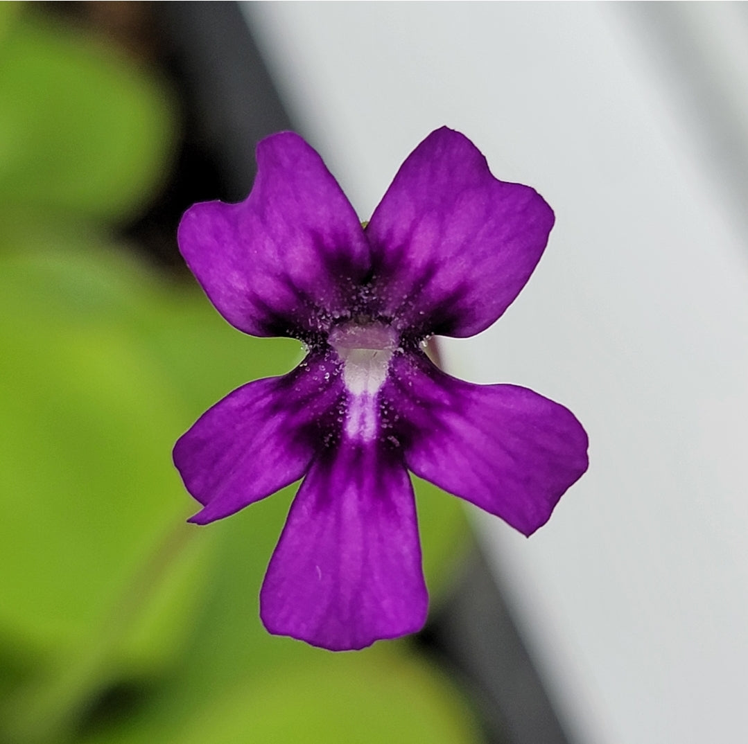 Butterwort Pinguicula "Lautner 92/52"