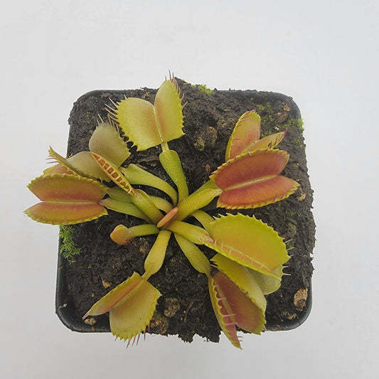 Venus flytrap (Dionaea muscipula) 'Belzebùb'