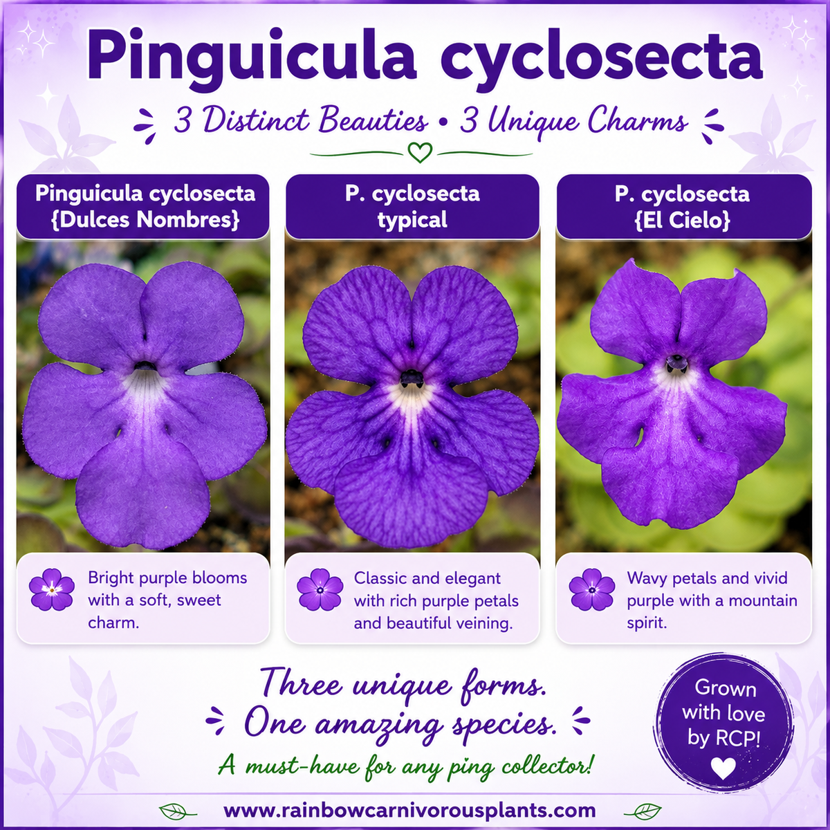 Butterwort Pinguicula cyclosecta