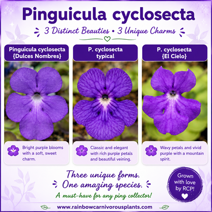 Butterwort Pinguicula cyclosecta