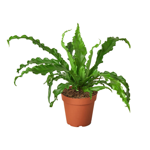 Bird Nest Victoria Fern