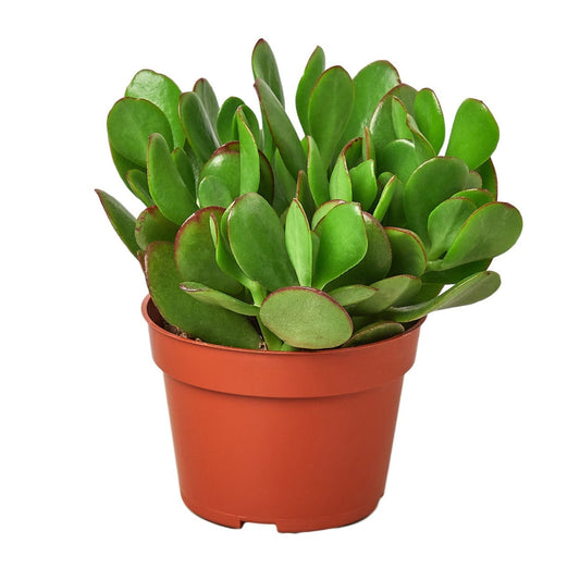 Succulent Crassula 'Jade'