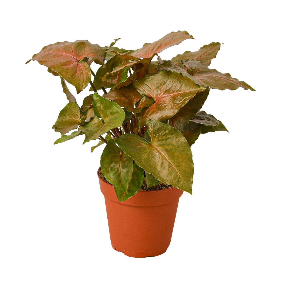Merry Rooth Syngonium Merry – RootGrowings