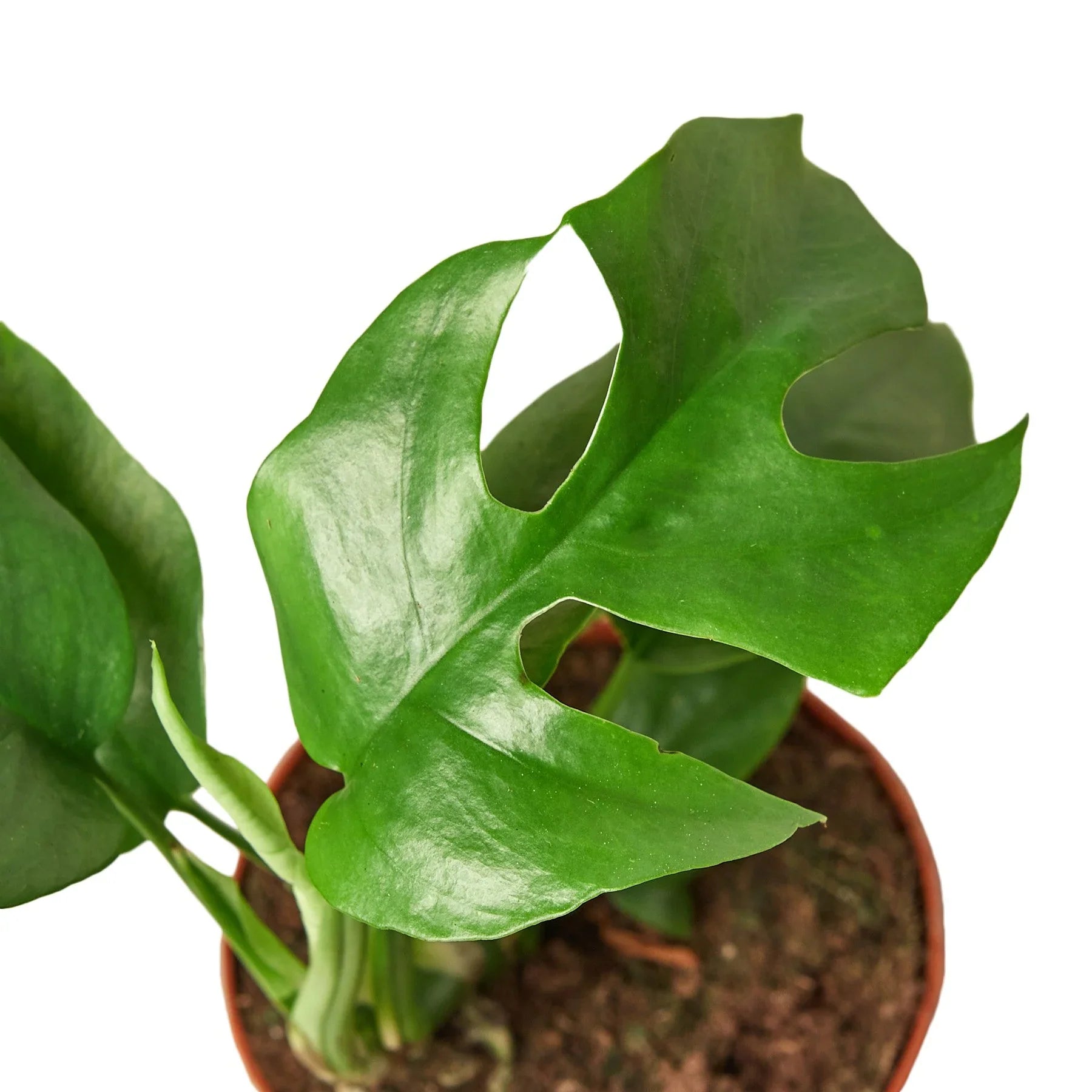 philodendron minima climbing Mini Monstera 4in 1pk