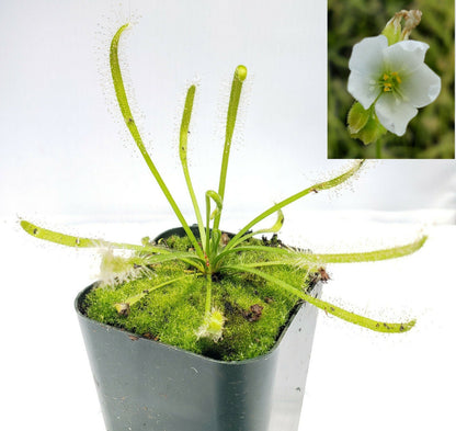 Sundews (Drosera) capensis alba white flower