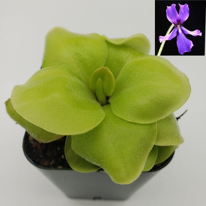 Butterwort Pinguicula Huahuapan