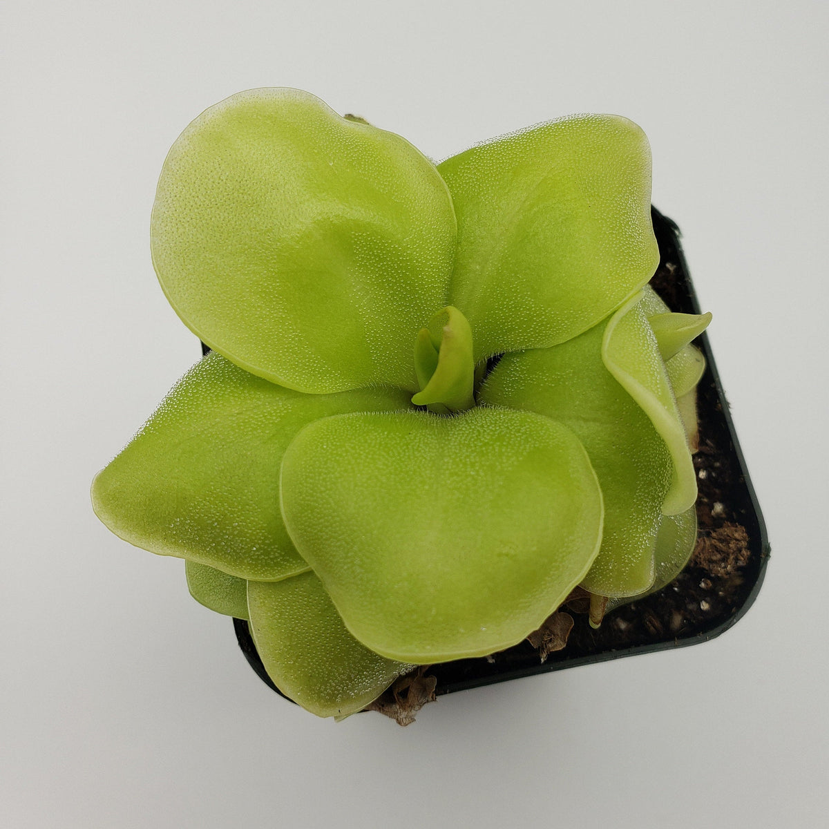 Butterwort Pinguicula Huahuapan