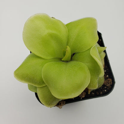 Butterwort Pinguicula Huahuapan