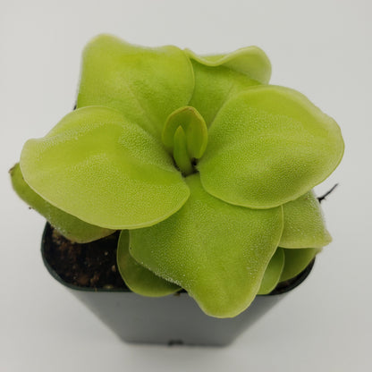 Butterwort Pinguicula Huahuapan