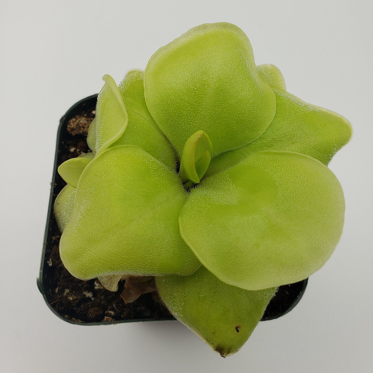 Butterwort Pinguicula Huahuapan