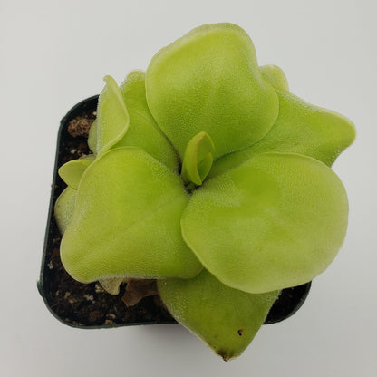 Butterwort Pinguicula Huahuapan