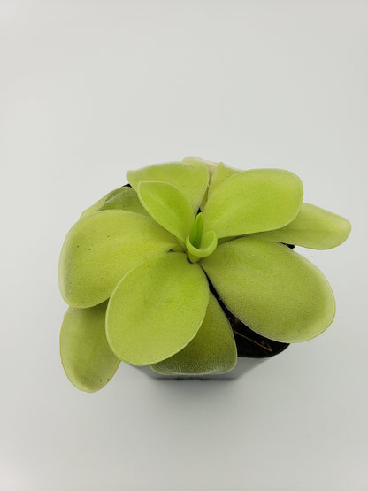 Butterwort Pinguicula gigantea alba x 'Huahuapan'