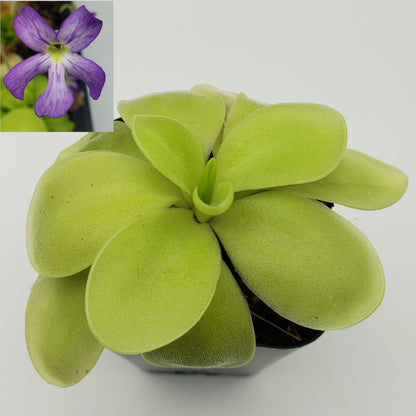 Butterwort Pinguicula gigantea alba x 'Huahuapan'