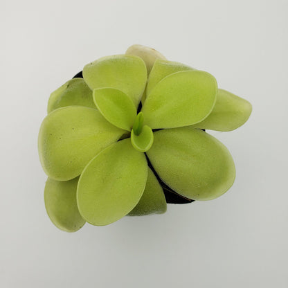 Butterwort Pinguicula gigantea alba x 'Huahuapan'