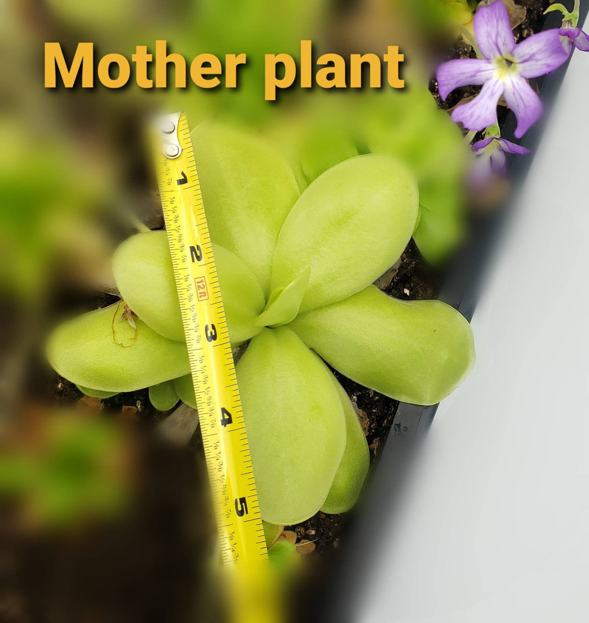 Butterwort Pinguicula gigantea alba x 'Huahuapan'