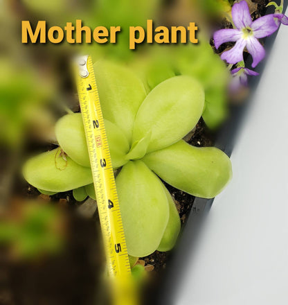 Butterwort Pinguicula gigantea alba x 'Huahuapan'