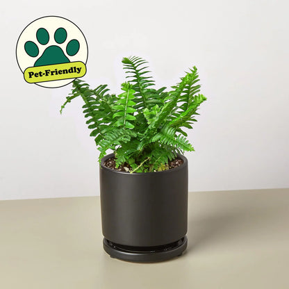 Boston Fern