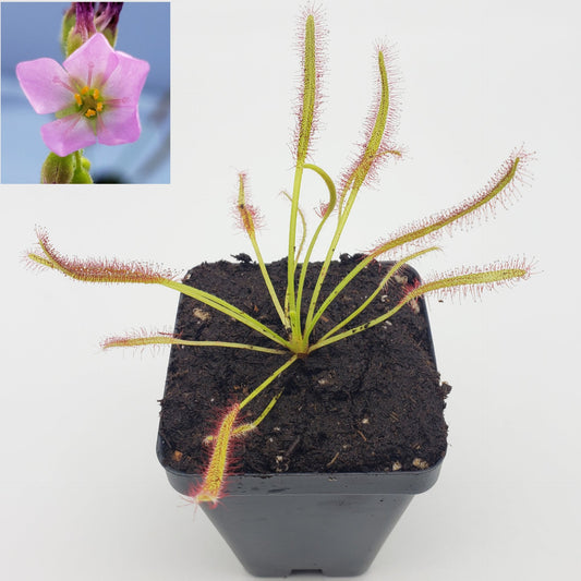 Sundews (Drosera) capensis pink flower