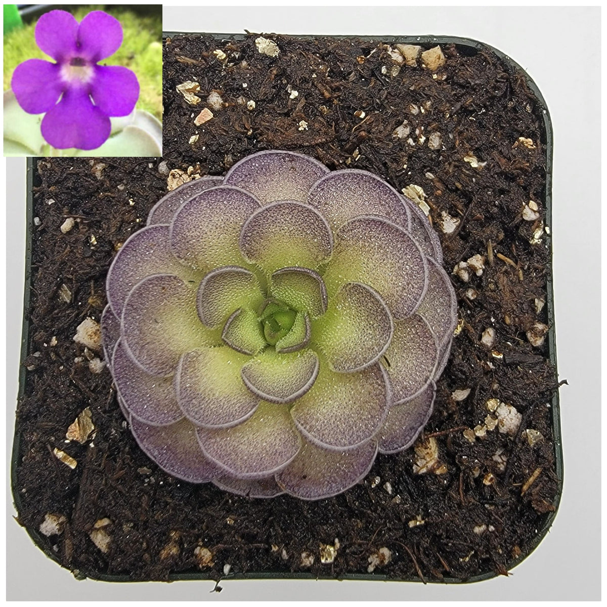 Butterwort Pinguicula cyclosecta