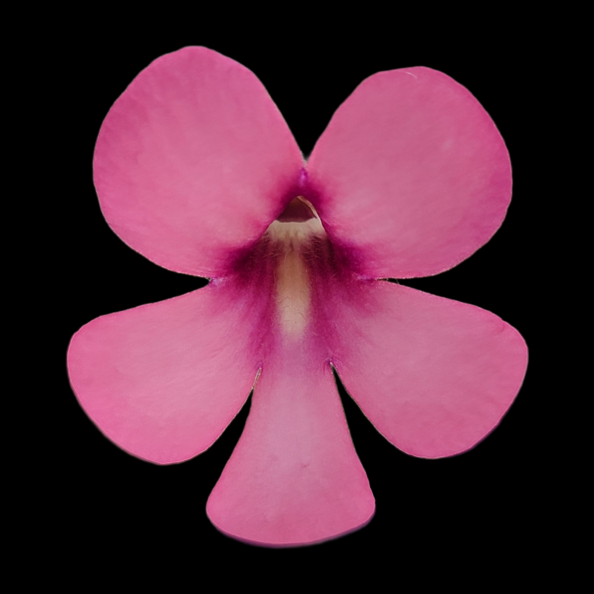 Butterworts Pinguicula "Peaches"