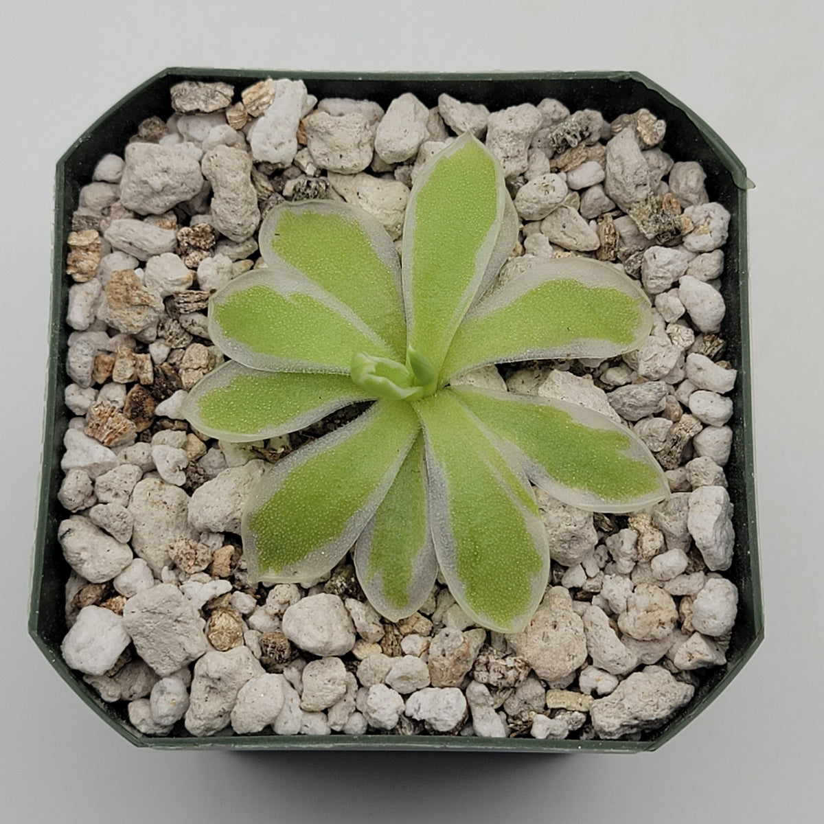 Butterwort Pinguicula "Snow Queen"