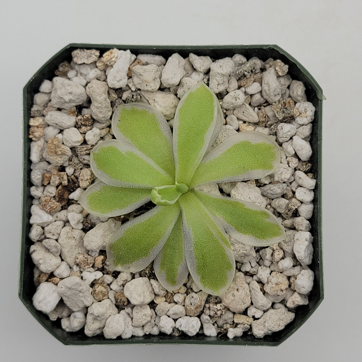 Butterwort Pinguicula "Snow Queen"