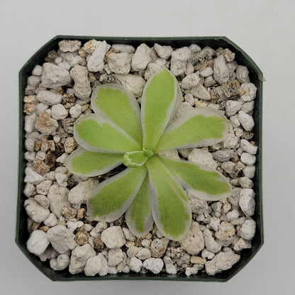 Butterwort Pinguicula "Snow Queen"