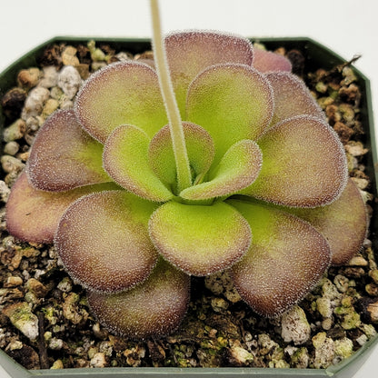 Butterwort Pinguicula agnata 'Ekuma'