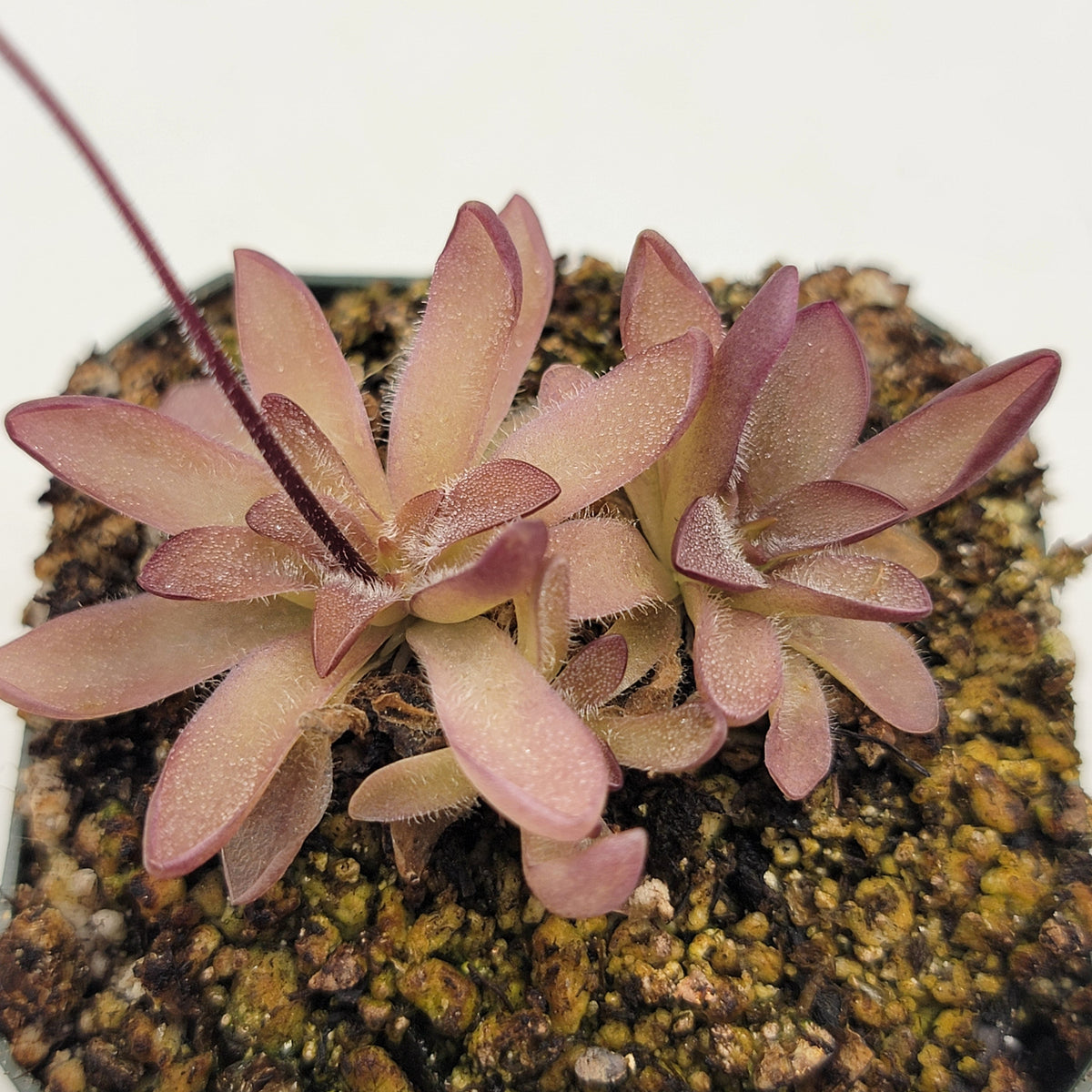 Butterworts Pinguicula cv. 'BCP Crystal'