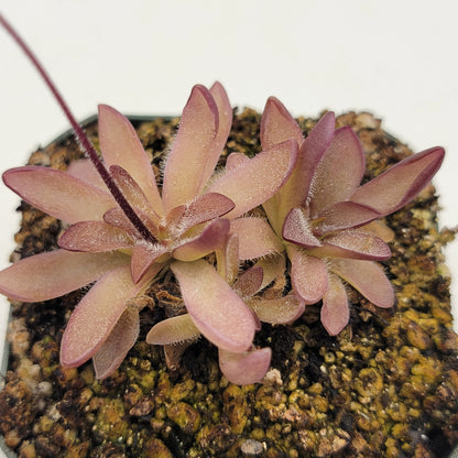 Butterworts Pinguicula cv. 'BCP Crystal'