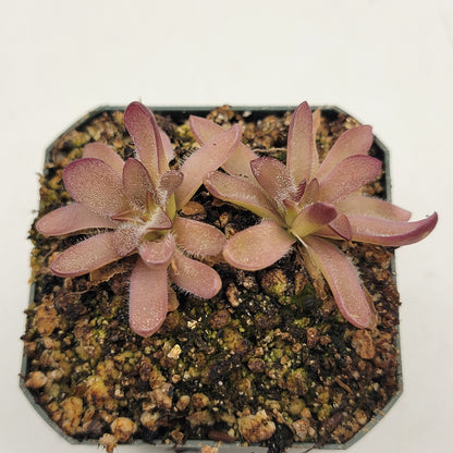 Butterworts Pinguicula cv. 'BCP Crystal'