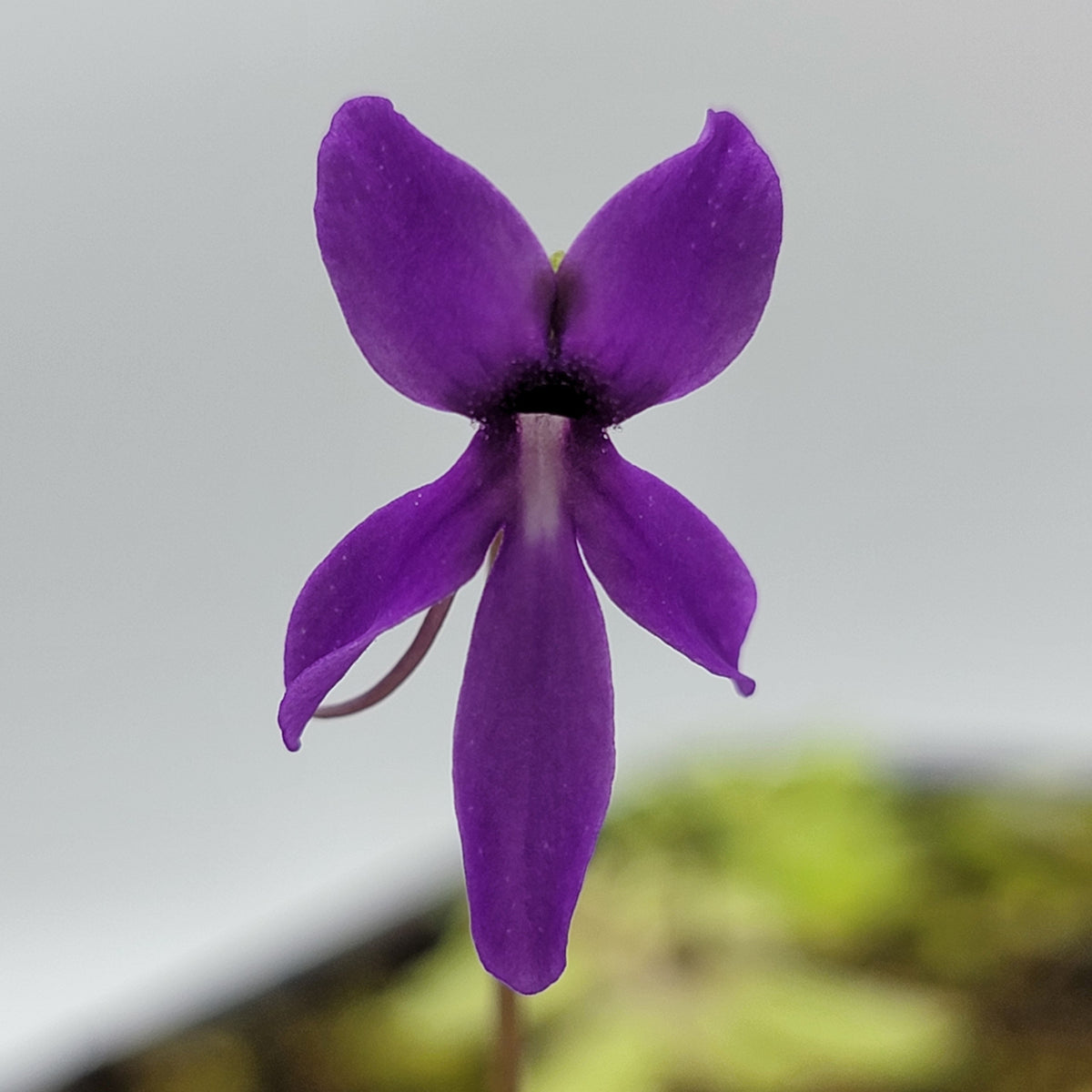 Butterwort Pinguicula orchidioides {near Ixtlan de Juarez, Oaxaca, México}