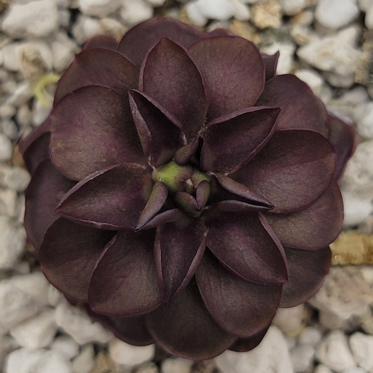 Butterwort Pinguicula laueana "Tangerine"