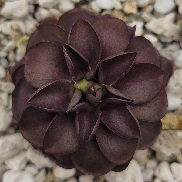 Butterwort Pinguicula laueana Tangerine