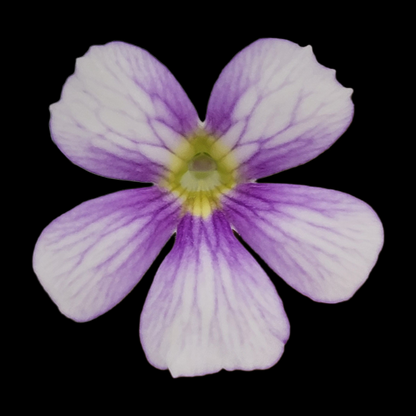 Butterwort Pinguicula 'Riva'