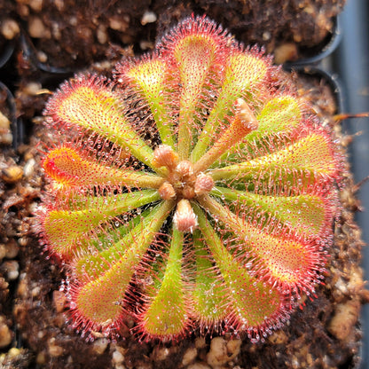 Sundews (Drosera) tokaiensis