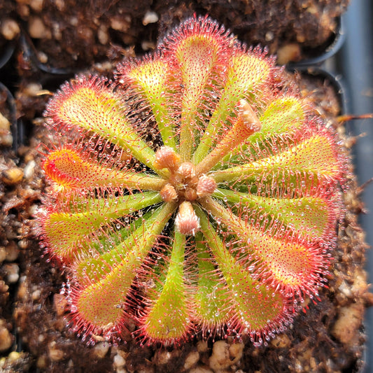Sundews (Drosera) tokaiensis